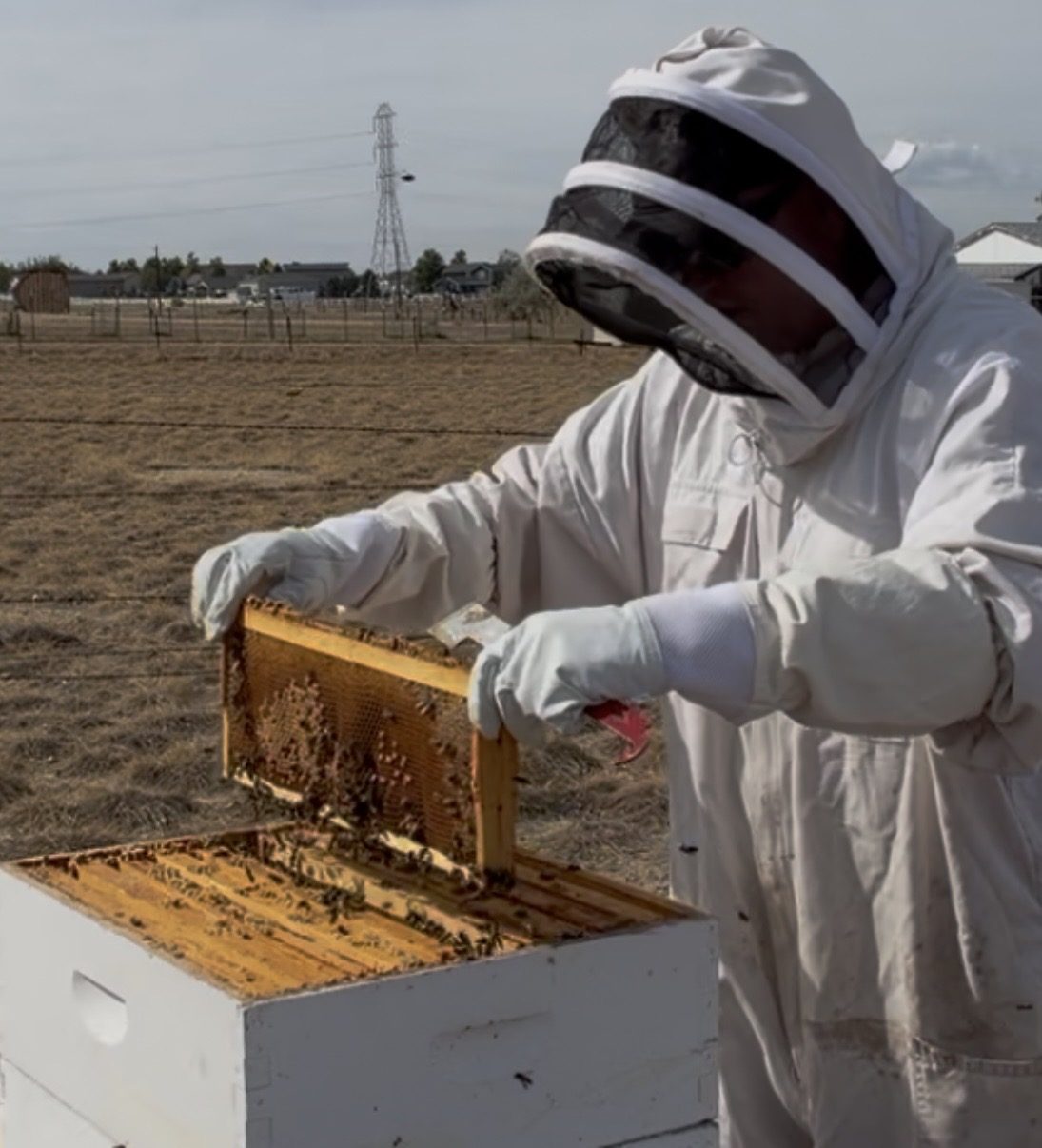 A beekeeper in a white suit and veil lifting a frame of capped comb covered in bees out of a white hive box